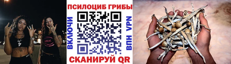Псилоцибиновые грибы мицелий  купить наркотик  Кяхта 